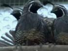 How to Buy Quail