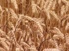 Maximizing Wheat Profits with Winter Crops
